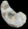 Cretaceous Fossil Oyster (Rastellum) - Madagascar #54426-1